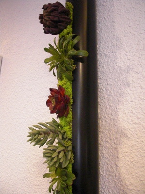 plants